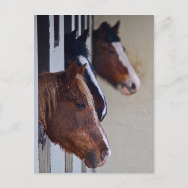 Tre hästar i Stables Post Card Vykort (Framsida)