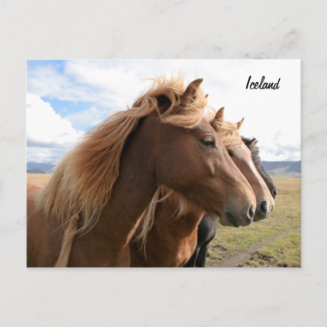 Tre hästar på rad Postcard Vykort (Framsida)
