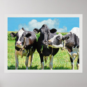 Tre Holstein kor Poster