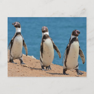 Tre Humboldt Penguins Walking Vykort