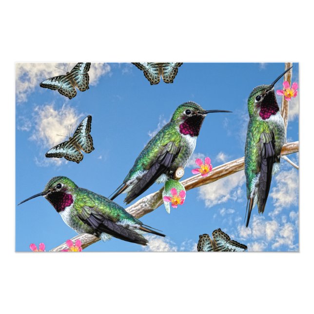 Tre Hummingbird på en gren Floss Silt Fototryck (Framsidan)