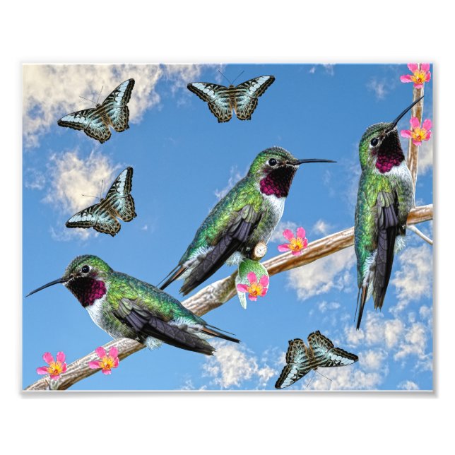 Tre Hummingbird på en gren Floss Silt Fototryck (Framsidan)