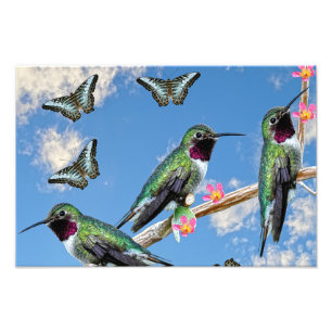 Tre Hummingbird på en gren Floss Silt Fototryck