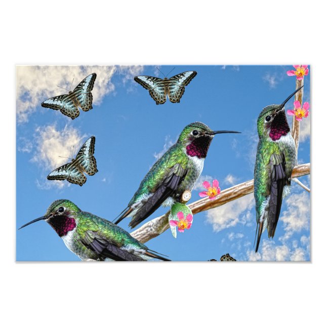 Tre Hummingbird på en gren Floss Silt Fototryck (Framsidan)