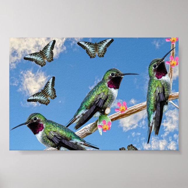 Tre Hummingbird på en gren-Poster Poster (Framsidan)