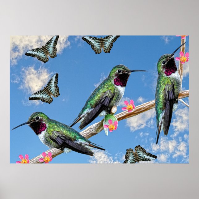 Tre Hummingbird på en gren-Poster Poster (Framsidan)
