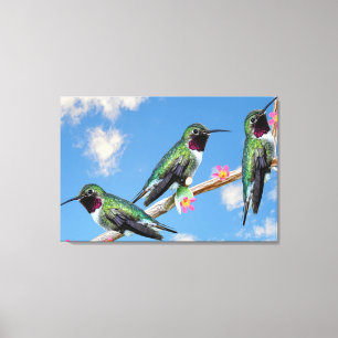 Tre Hummingbird på gren av en blomma Canvastryck