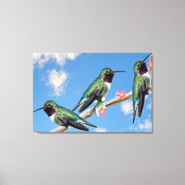 Tre Hummingbird på gren av en blomma Canvastryck (Framsida)