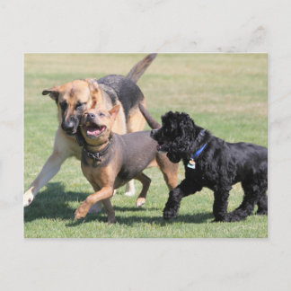 Tre Hund-spelare Vykort
