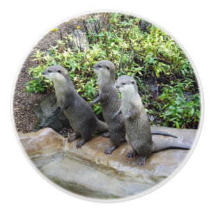 Tre Hungriga otters. Knopp
