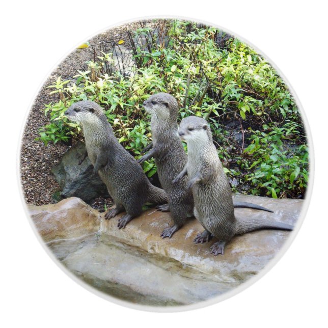 Tre Hungriga otters. Knopp (Framsidan)