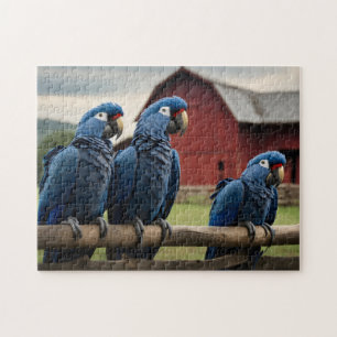 Tre Hyacint Macaws på stängslet Pussel