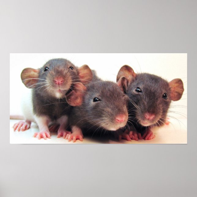 Tre Jokers Poster (Framsidan)