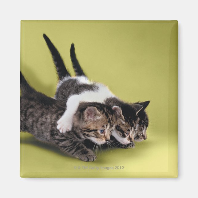 Tre kattungar kramar varandra magnet (Framsidan)