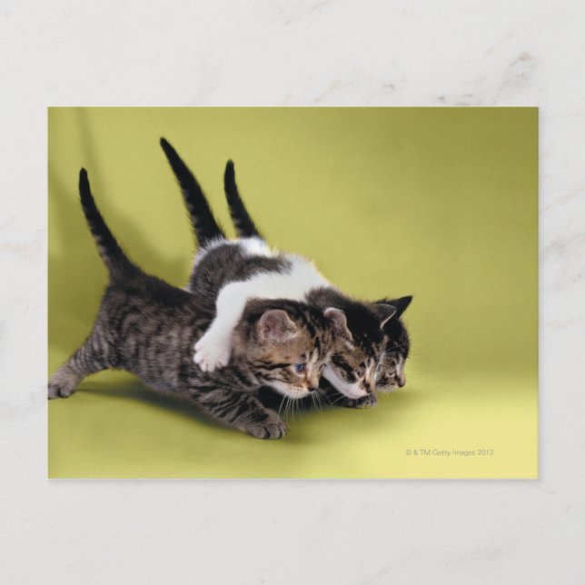 Tre kattungar kramar varandra vykort (Framsida)