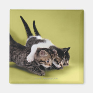 Tre kattungar som kramar varje annan magnet