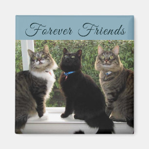 Tre kattvänner i Windows Magnet