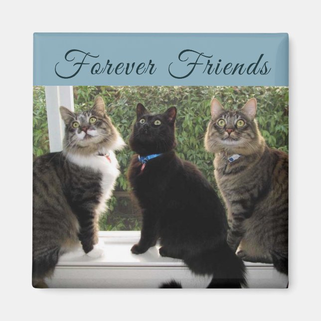 Tre kattvänner i Windows Magnet (Framsidan)