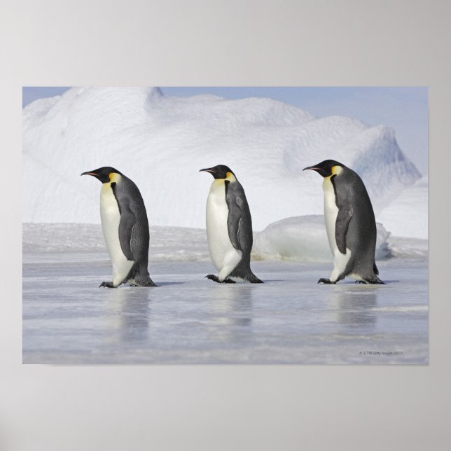 Tre kejsar Penguins, Snö Backe Poster (Framsidan)