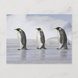 Tre kejsar Penguins, Snö Backe Vykort