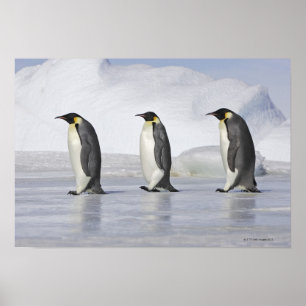 Tre kejsarepingvin, snöbackeö poster