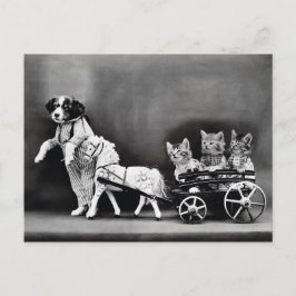 Tre Kitten Pony Ride Vykort