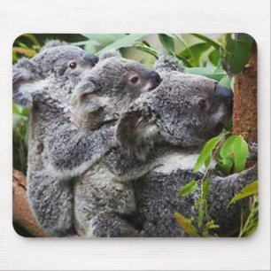 Tre Koala är i Träd Musmatta