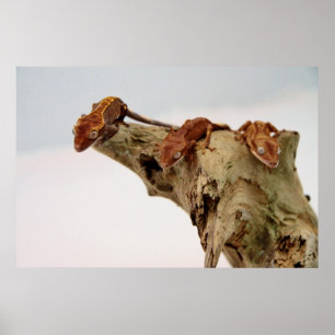 Tre krönade Geckos Poster