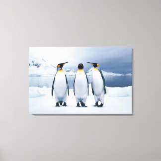 Tre Kung Penguins Canvastryck