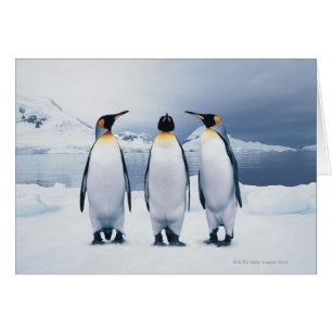 Tre Kung Penguins Hälsningskort