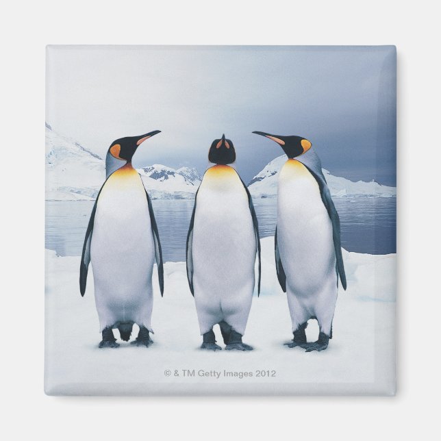 Tre Kung Penguins Magnet (Framsidan)