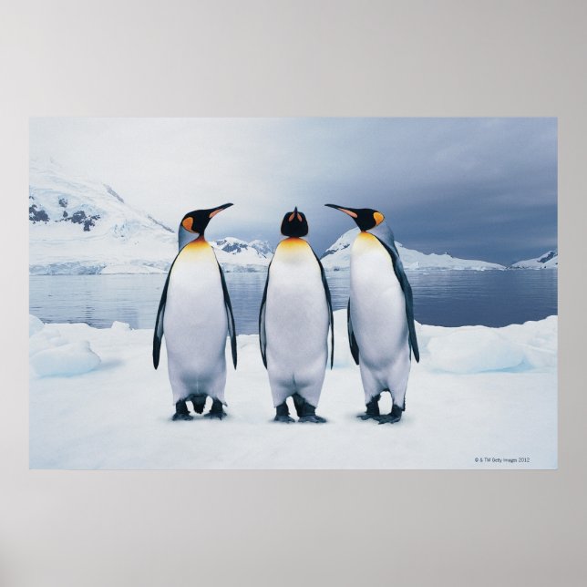 Tre Kung Penguins Poster (Framsidan)