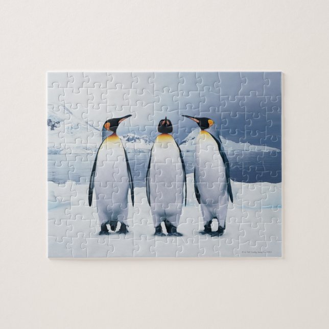 Tre Kung Penguins Pussel (Horisontell)