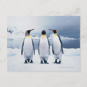 Tre Kung Penguins Vykort