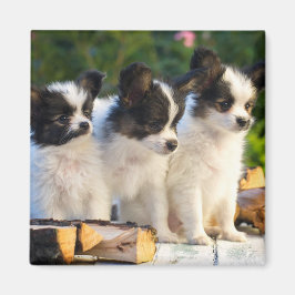 Tre kute Papillon Puppies på en Garden Bench Magnet