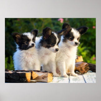 Tre kute Papillon Puppies på en Garden Bench Poster