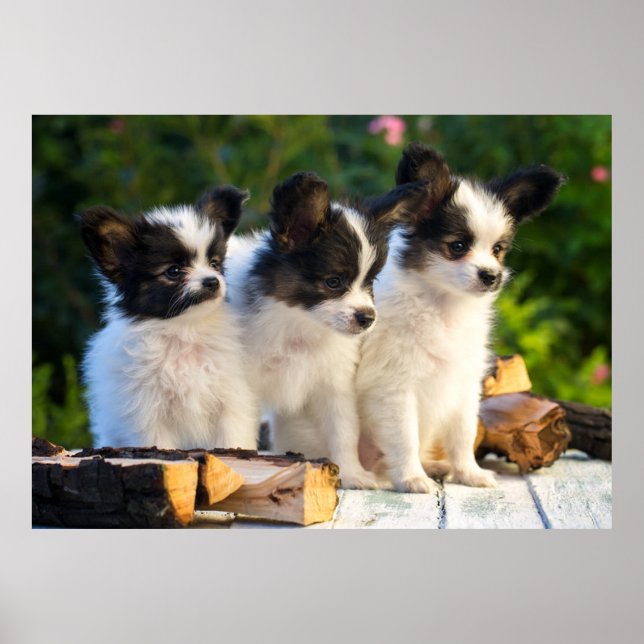 Tre kute Papillon Puppies på en Garden Bench Poster (Framsidan)