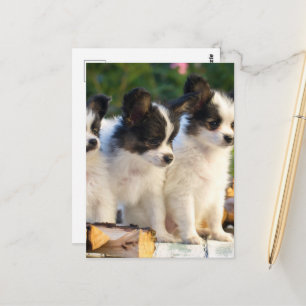 Tre kute Papillon Puppies på en Garden Bench Vykort