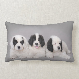 Tre Landseer valpar Lumbarkudde