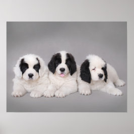 Tre landseer-valpar poster