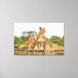 Tre Lejon-drickande Canvastryck