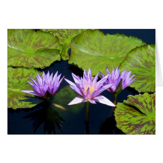 Tre Lila Vatten Lilies Hälsningskort (Framsidan Horizontal)