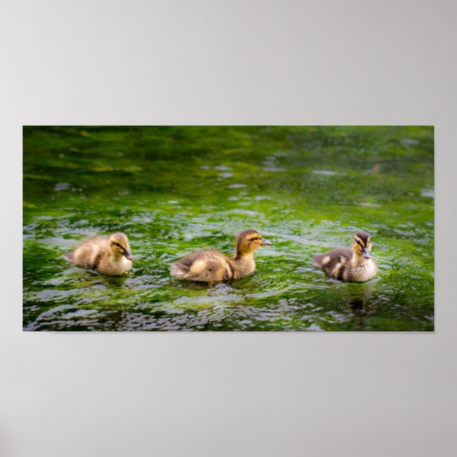 Tre lille Ducklings Ankor Poster (Framsidan)