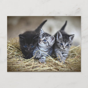 Tre lille Kittens vykort