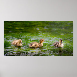 Tre lite Ducklingsankor Poster