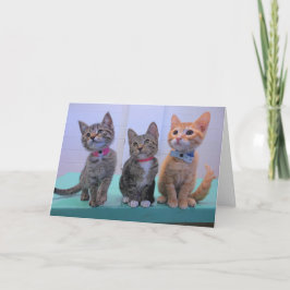 Tre lite kattungar kort