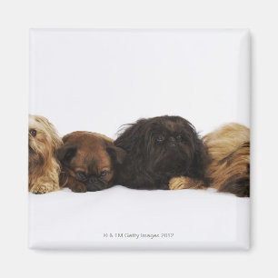 Tre ljuga för Pekingese hund- och singelmops Magnet