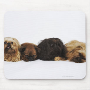 Tre ljuga för Pekingese hund- och singelmops Musmatta