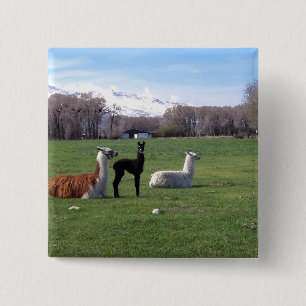 Tre Llamas i fält Knapp