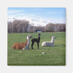 Tre Llamas i fält Magnet